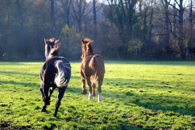 HooienGras Analyse voor Paarden