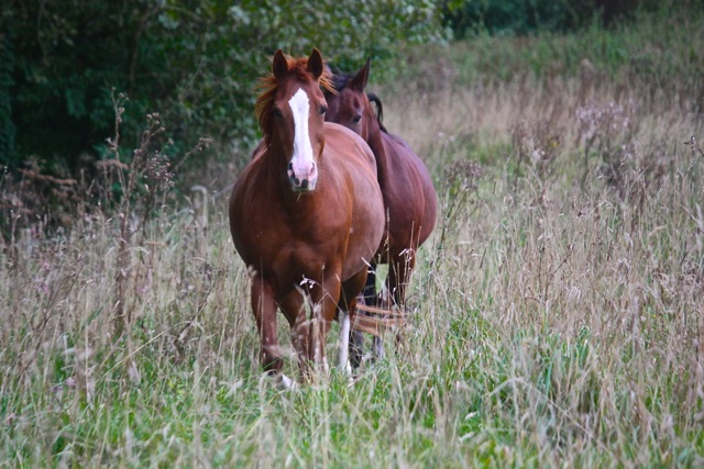 Hooien
                  Gras Analyse voor Paarden