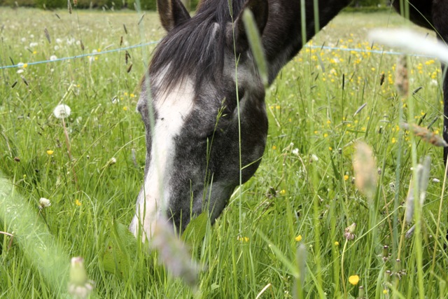 Hooi en Gras Analyse voor Paarden