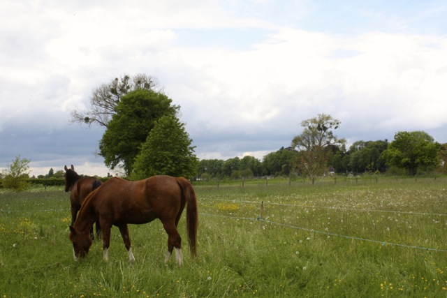 Hooien
                  Gras Analyse voor Paarden