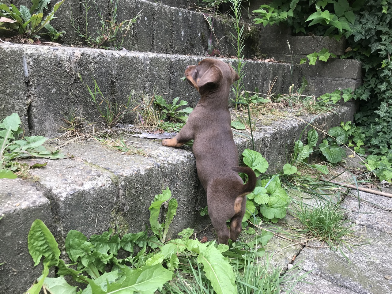 バイオメンター動物病院