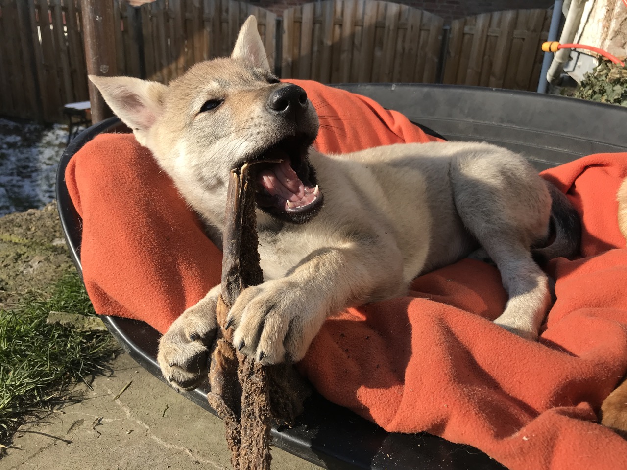 バイオメンター動物病院