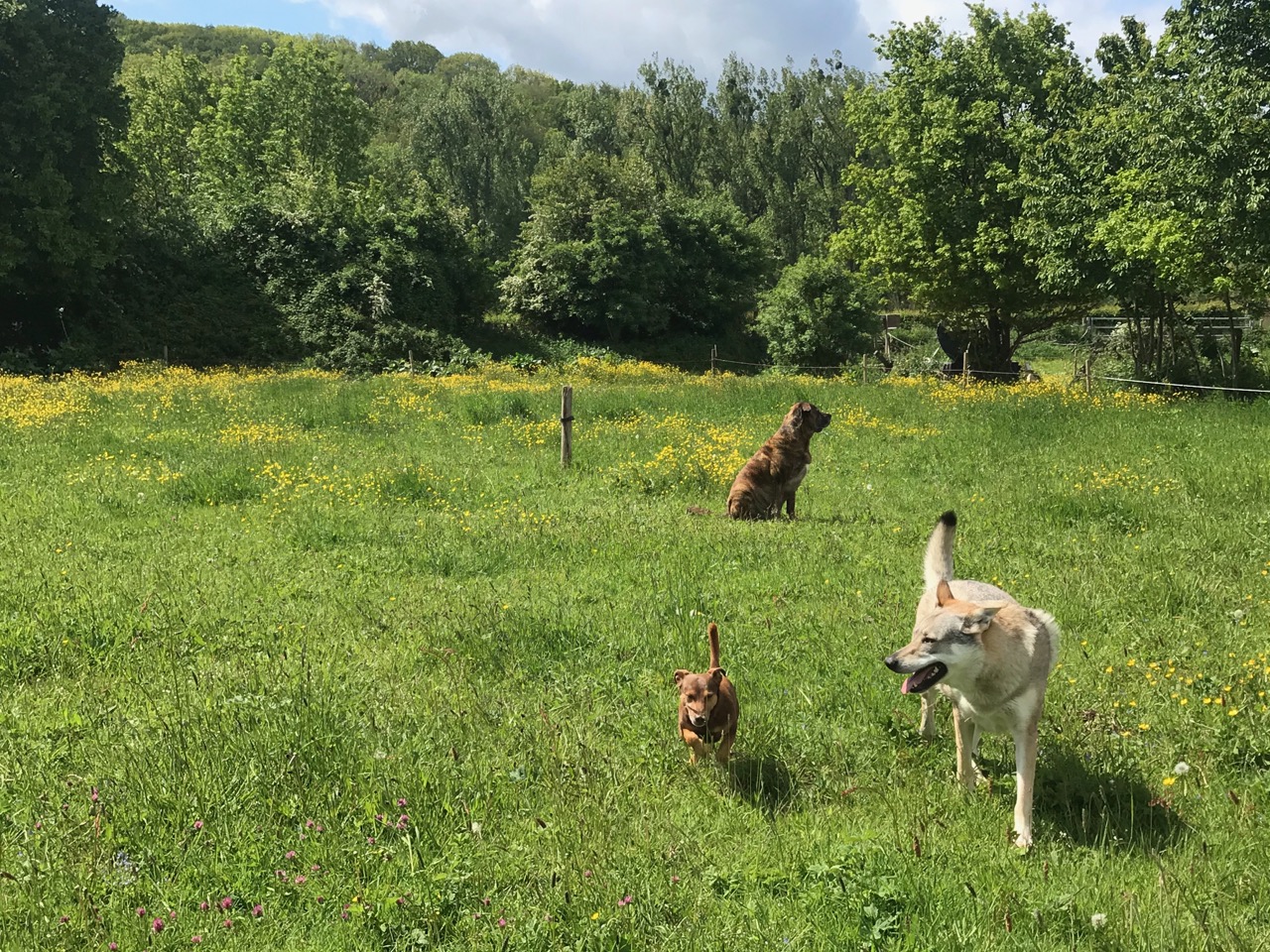 バイオメンター動物病院