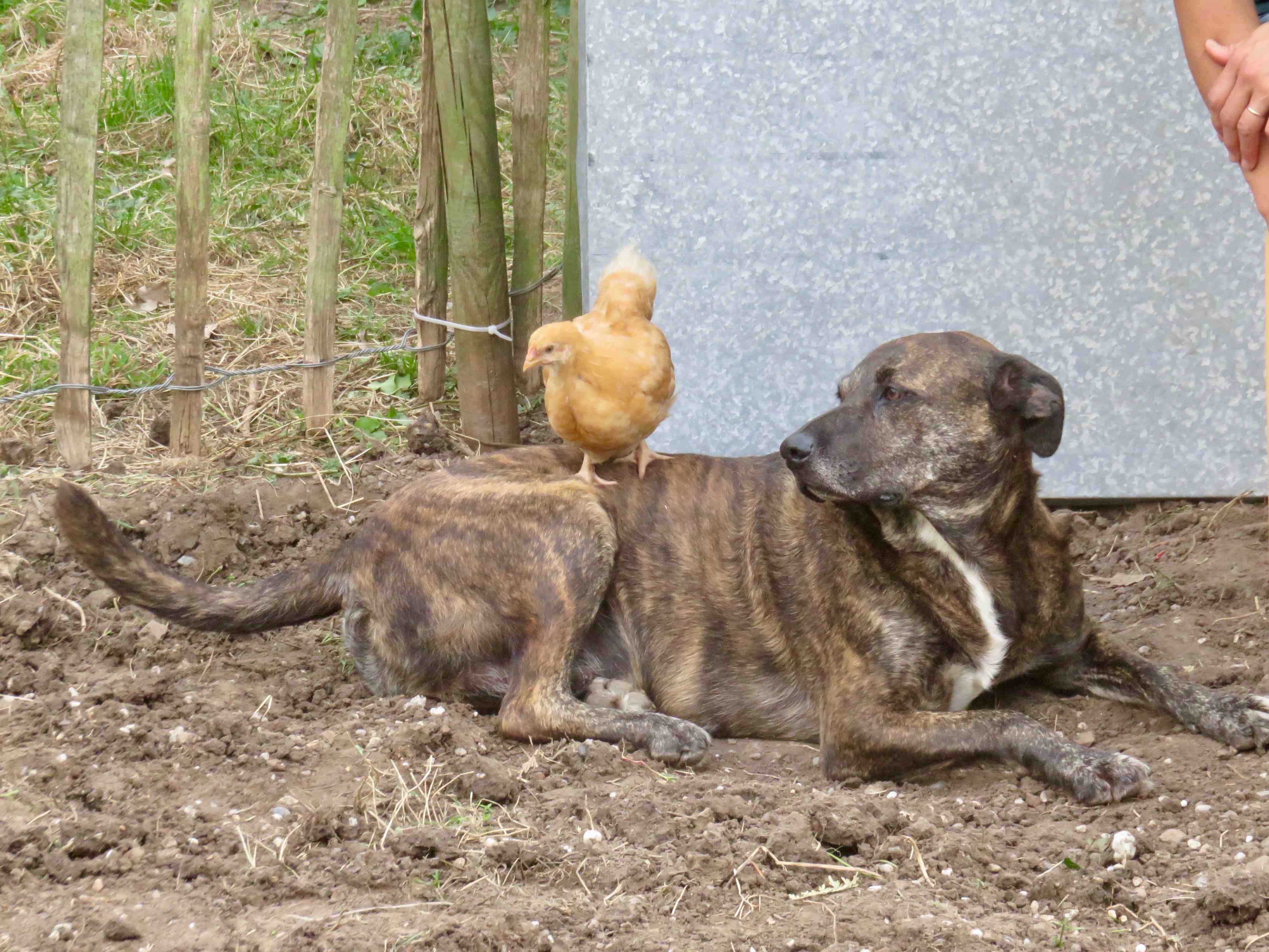 バイオメンター動物病院