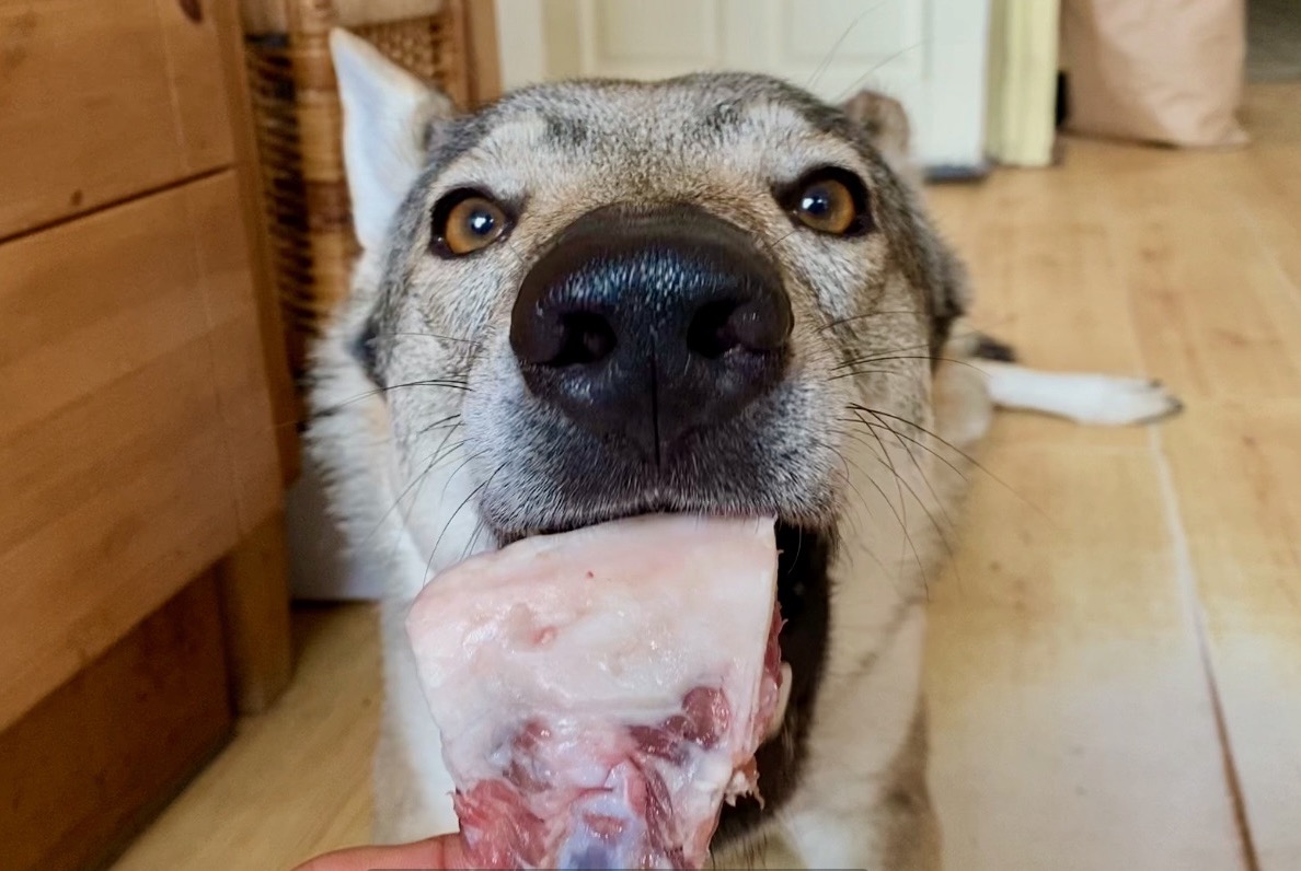 バイオメンター動物病院